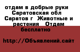 отдам в добрые руки - Саратовская обл., Саратов г. Животные и растения » Отдам бесплатно   